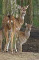 SBB Overige dieren